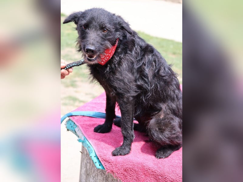 Sanfte ♥Arca♥ sucht Schutz & Liebe so verdient