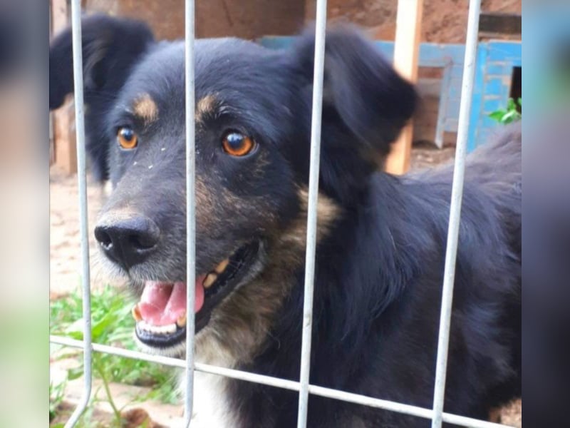 Spencer - schöner Bub sucht Abenteuerfamilie! 