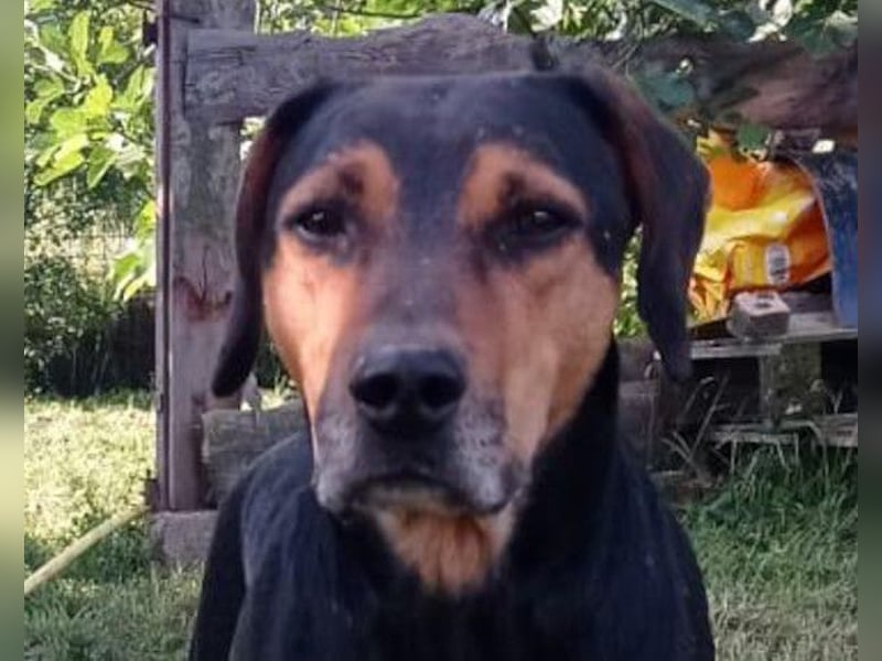 Jasco ❤️ neugieriger, lebhafter & verspielter Rüde