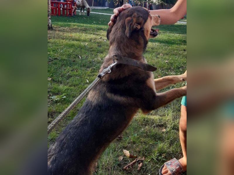 freundliche, liebevolle Mix-Hundedame Lizzy