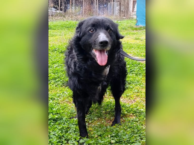 Nox ❤️ liebevoller Kämpfer auf 3-Beinen