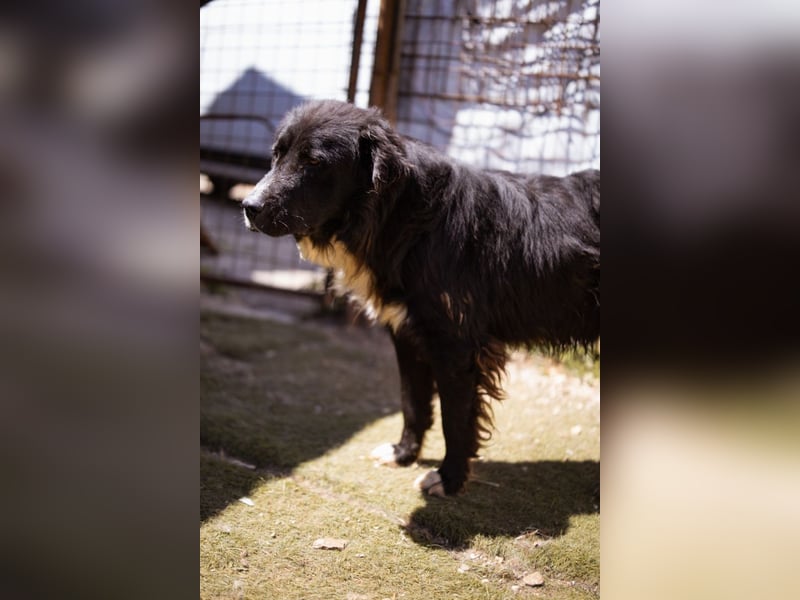 GARO❤️verschmuster, sanfter und liebevoller Begleiter
