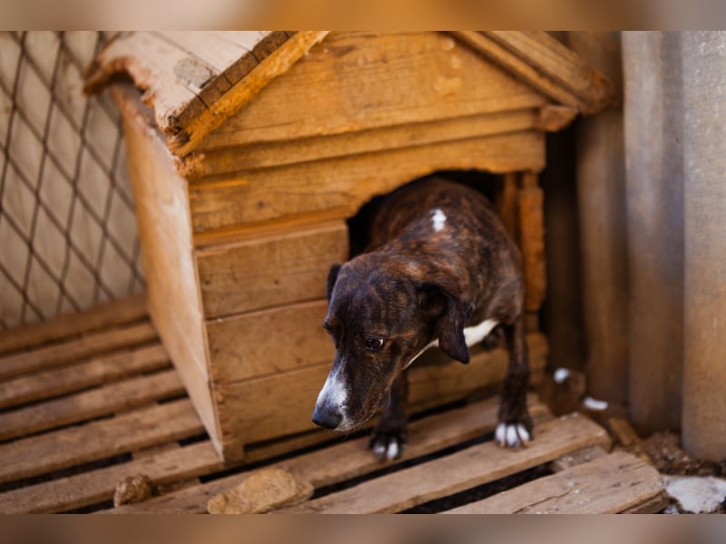 Lieber Baileys ❤️ hübscher, sensibler Bub!