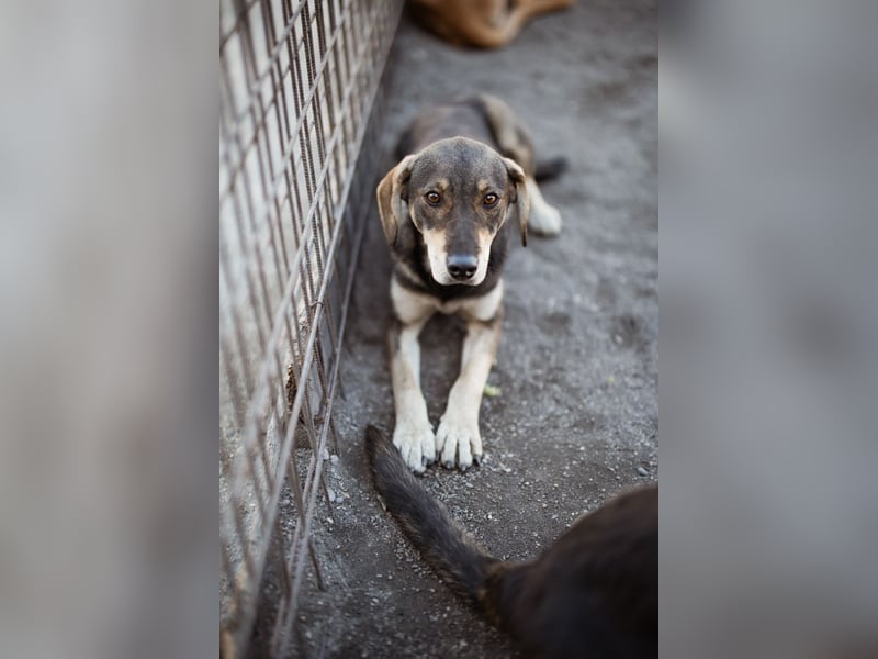 Lebensfrohe ♥ Pika ♥ sucht ihre treuen Menschen