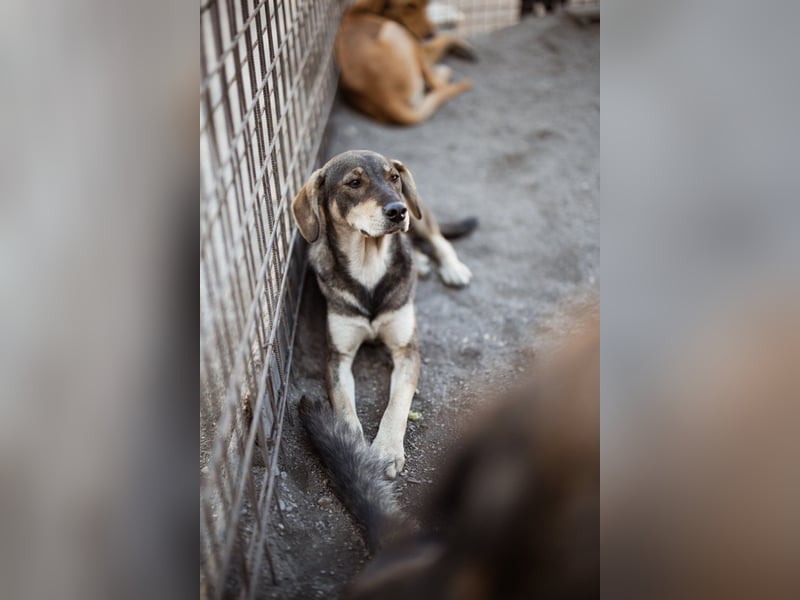 Lebensfrohe ♥Pika♥ sucht ihre treuen Menschen