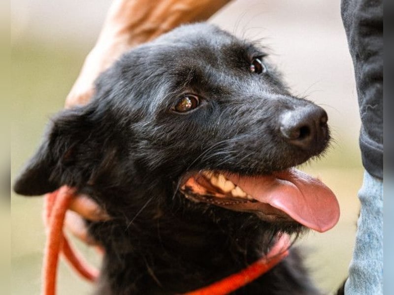 Traumhündin Ebony ❤️ verträglich, lieb, offen!
