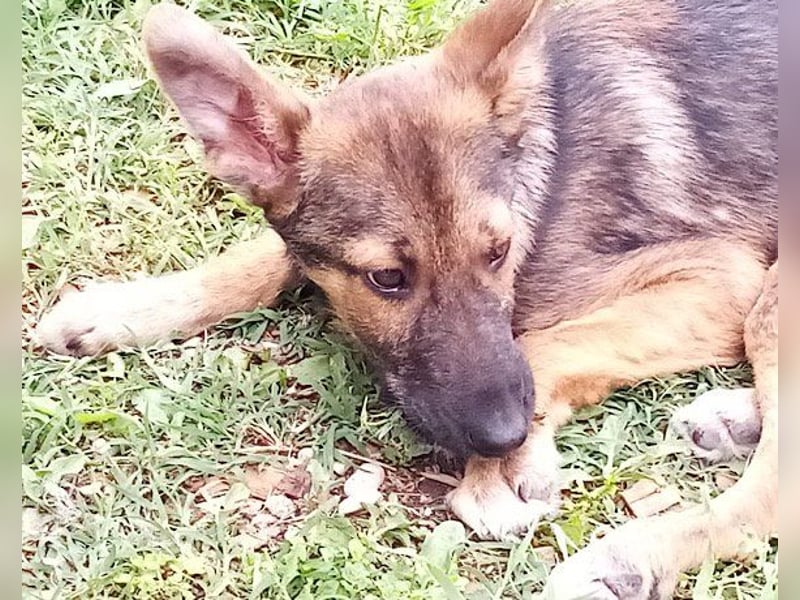 Liebevolles Fellnäschen Bebo -  liebt jeden, ob Mensch, Hund oder Katze