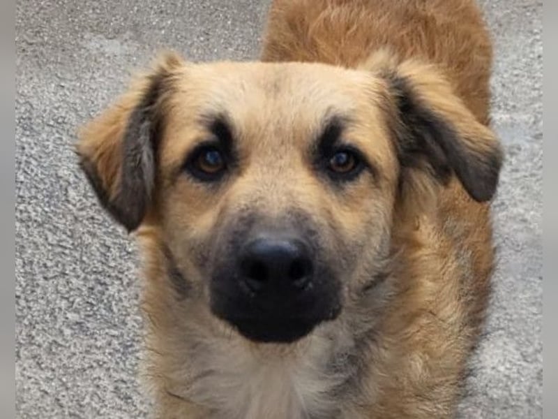 Ben ❤️ schmusiger, schüchterner Hundebub