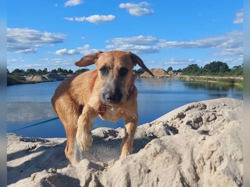 Toller Rüde ♥ Taro ♥ wartet bereits in 24885 Sieverstedt