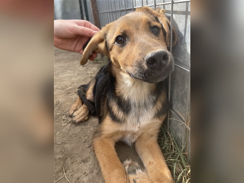 Houston, geb. ca. 07/2023, lebt in GRIECHENLAND, auf einer privaten Pflegestelle