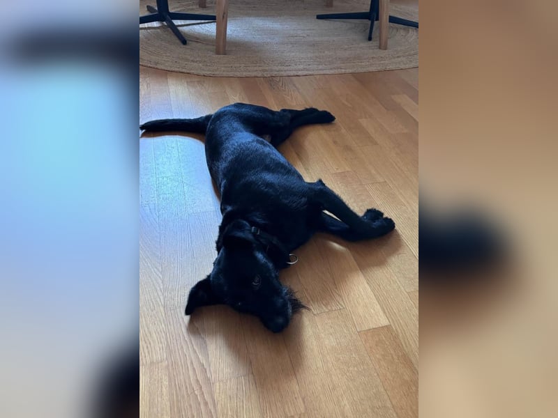 Ebony ❤️ wartet in 51469 Bergisch Gladbach auf dich