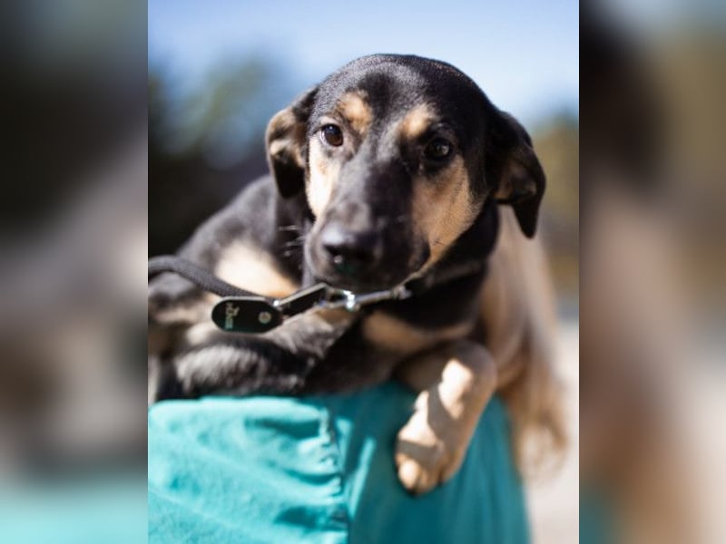 Terrier-Mix LISA❤️sanft, freundlich, lieb und sehr menschenbezogen