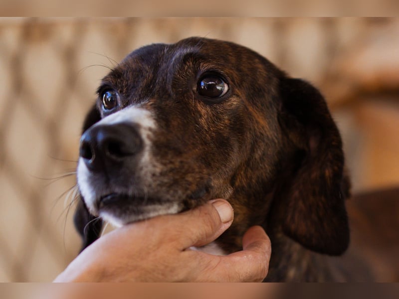 Lieber Baileys ❤️ hübscher, sensibler Bub!