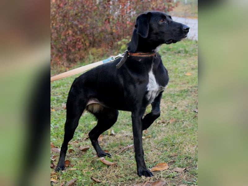 Xena - lebensfrohe, aktive, liebe Hündin