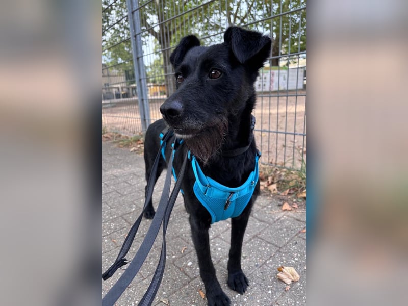 Ebony ❤️ wartet in 51469 Bergisch Gladbach auf dich