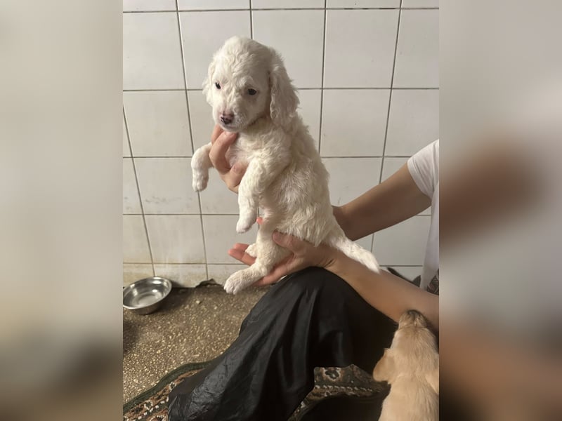 Welpenmädel CURLY wünscht sich ein liebevolles Daheim