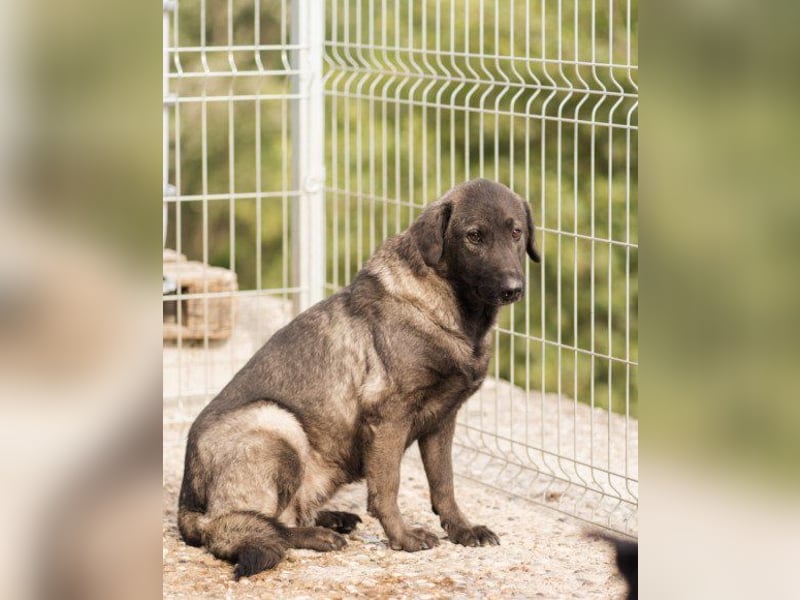 Viva - schüchtern und liebevoll