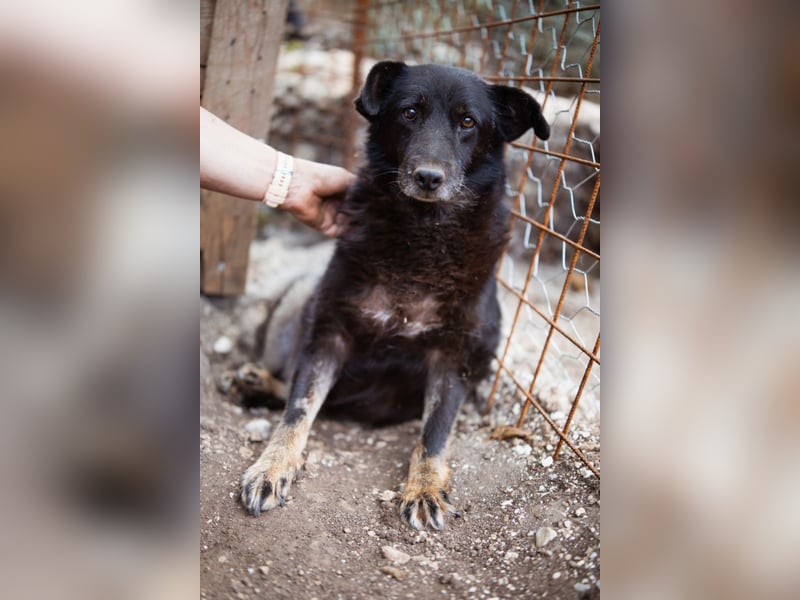Liebevolle Hunde-Omi Gara ❤️ so sanft, freundlich und ruhig!