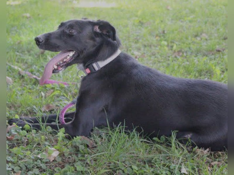 Xena - lebensfrohe, aktive, liebe Hündin