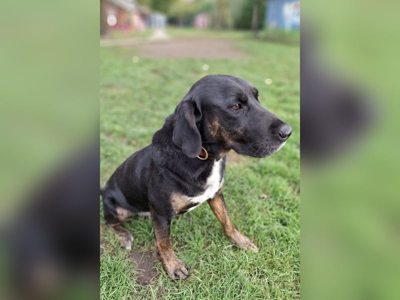 Leo ❤️ wartet in 84524 Neuötting auf dich