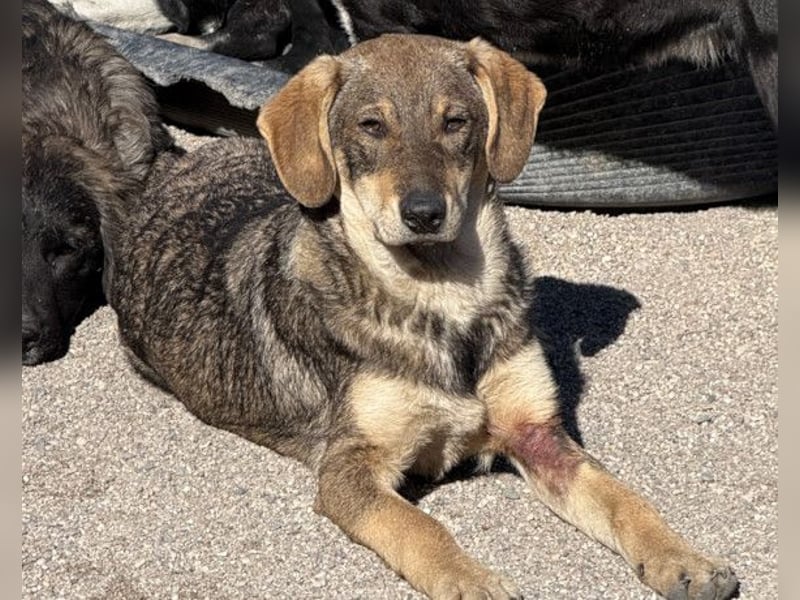 Lebensfrohe ♥ Pika ♥ sucht ihre treuen Menschen