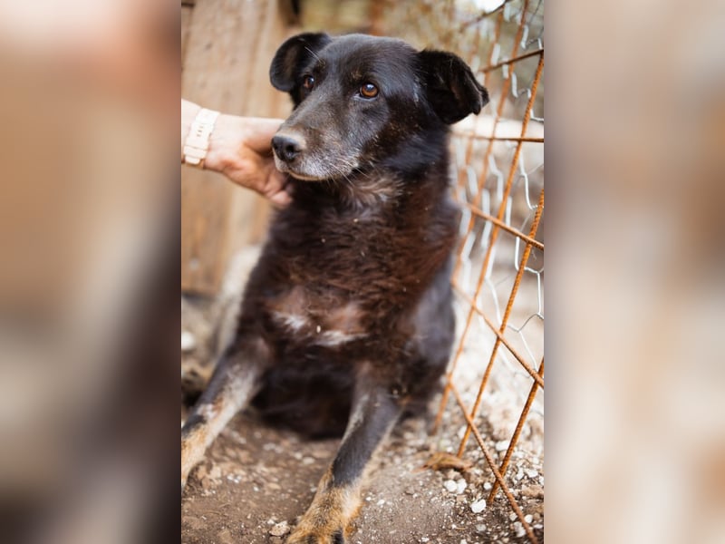 Liebevolle Hunde-Omi Gara ❤️ so sanft, freundlich und ruhig!
