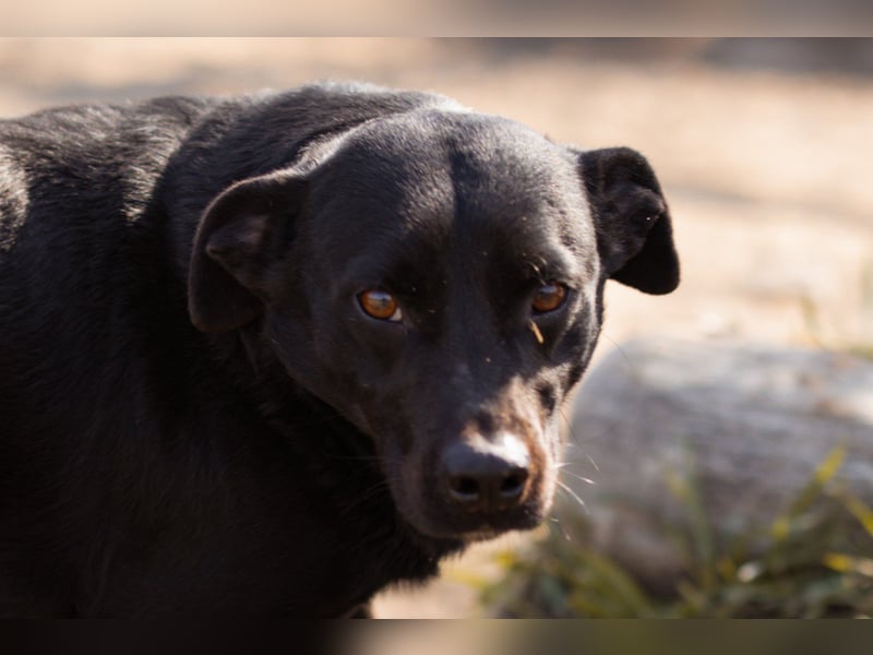 Coolio - wunderbar fröhlicher aktiver Bub