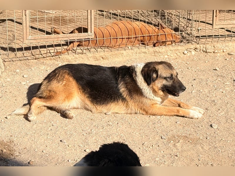 KORA❤️sanfte Seele sucht sehnsüchtig ein liebevolles Zuhause & Geborgenheit