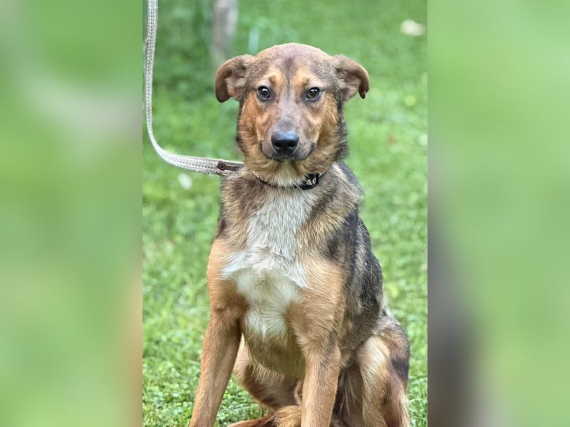 HUGO❤️wer zeigt diesem liebenswerten Charmeur, wie sich Zuhause anfühlt?
