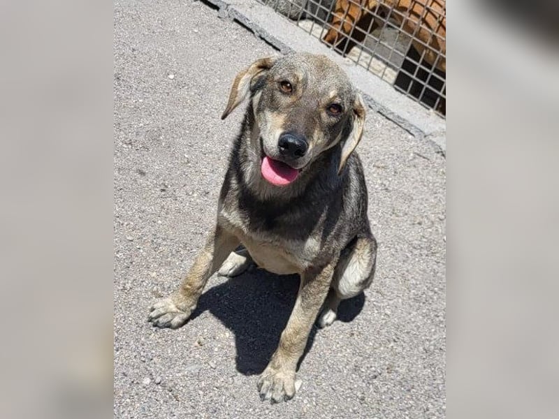 Lebensfrohe ♥Pika♥ sucht ihre treuen Menschen