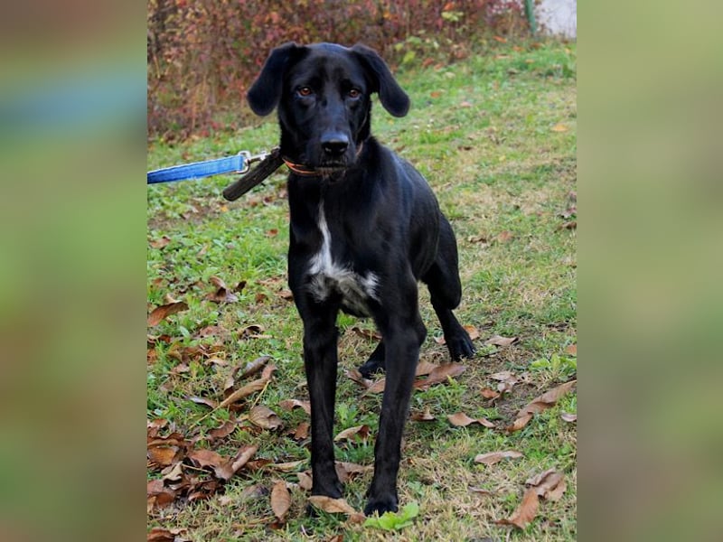 Xena - lebensfrohe, aktive, liebe Hündin