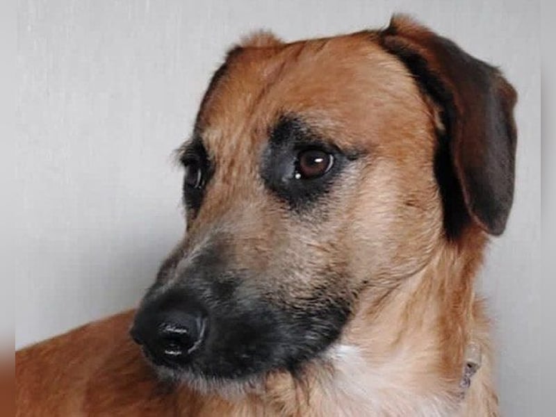 Besuche Taro in 24885 Sieverstedt