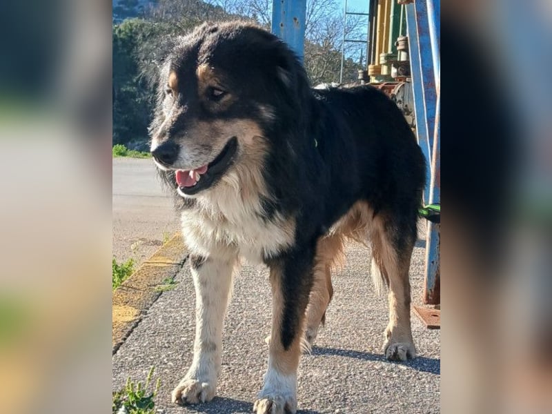 Max ❤️ rundum lieber Familienhund!