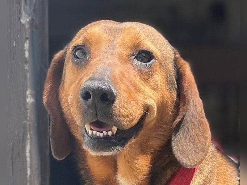 Reina in 01640 Coswig