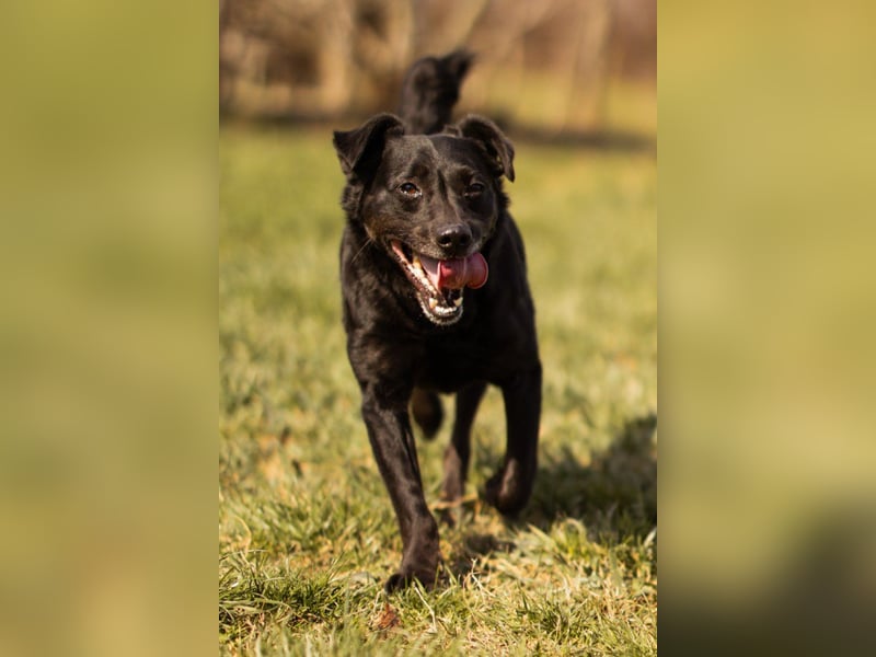 MOMO❤️ein sanfter Begleiter: Ruhig. Klug. Wundervoll.