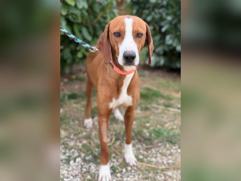 Linda ❤️ fröhliche, sanfte junge Hündin!