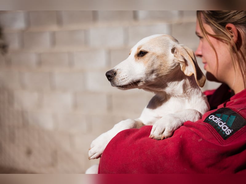 Leni ❤️ zuckersüßes, junges Hundemädchen Leni ❤️ zuckersüßes, junges Hundemädchen