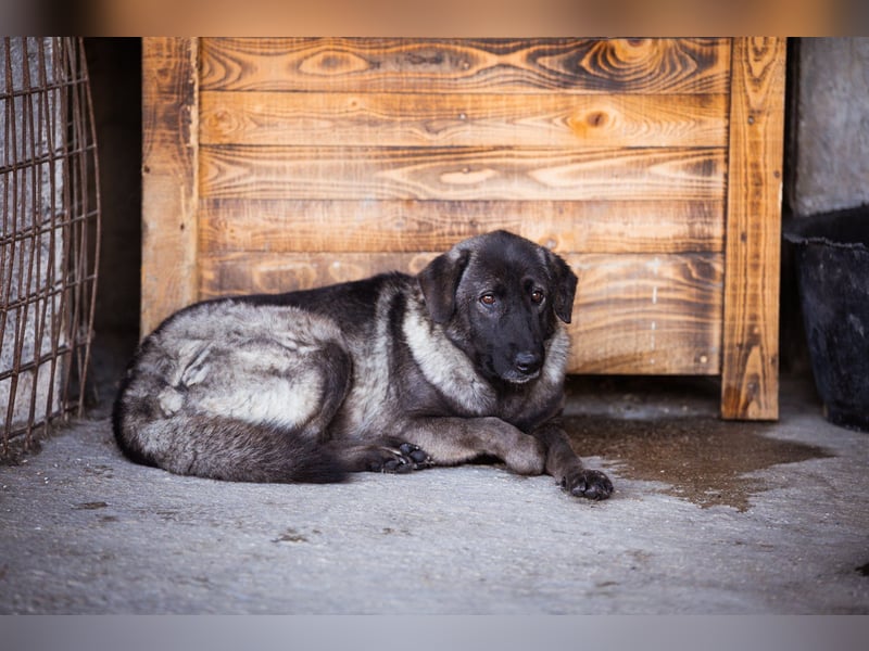 Viva - schüchtern und liebevoll