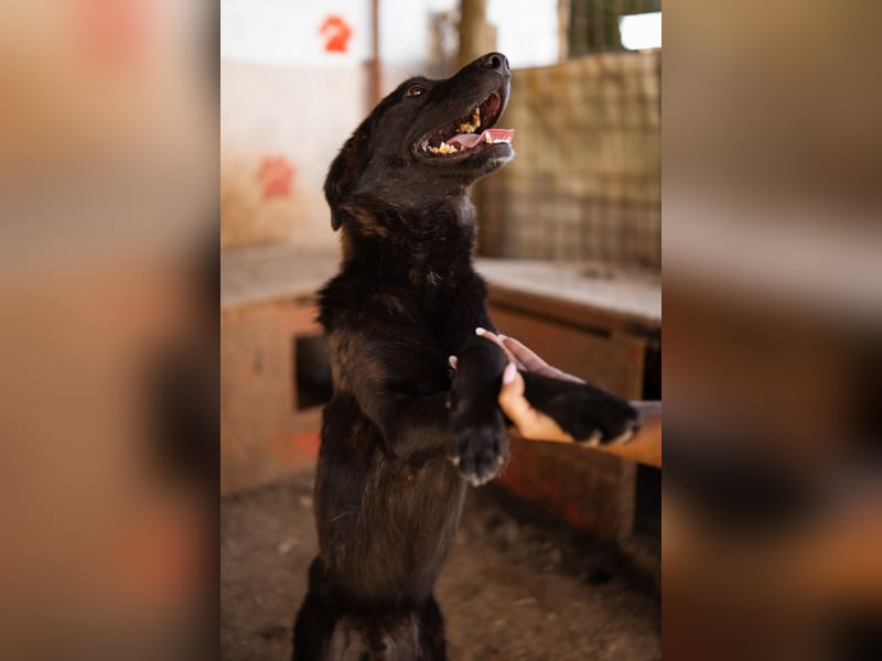 SHADOW❤️freundlicher, sanfter, treuer Familienhund