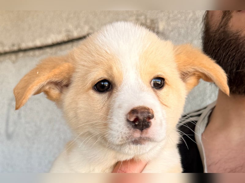 Welpin ♥Tina♥ hofft nun auf Liebe & Treue