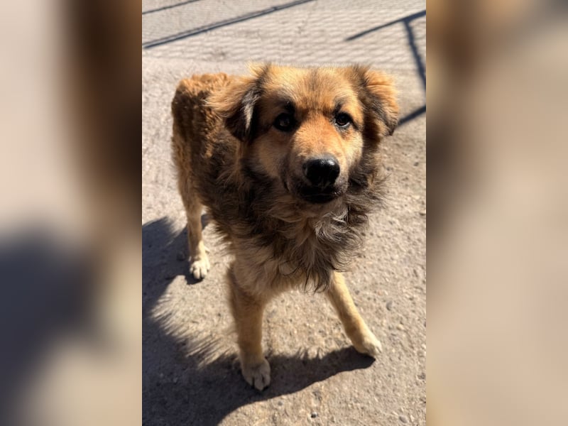 Ben ❤️ schmusiger, schüchterner Hundebub