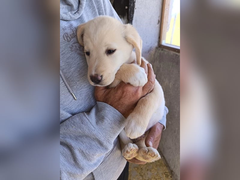 Klein ♥Luan♥ fröhlicher, neugieriger Welpenbub