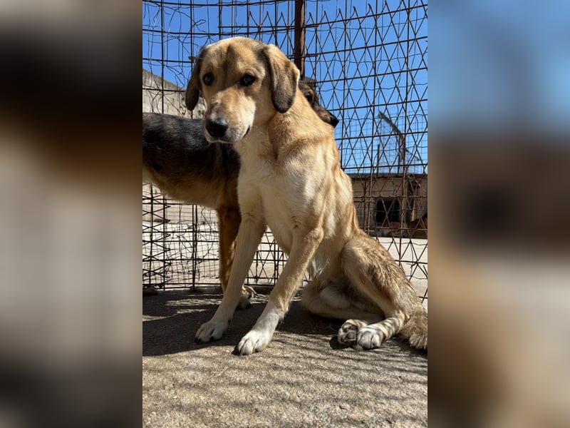 Klausi ❤️ sanft, sensibel + sucht Halt & Liebe