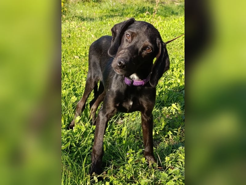 Luna ❤️ fröhliches, aktives Hundemädchen