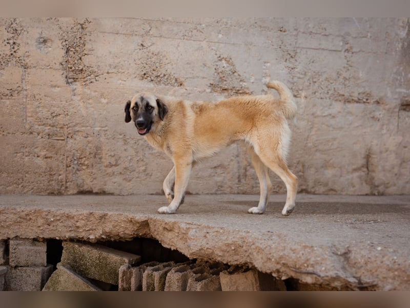 Sofia ♥️ liebe und aktive HSH-Mix-Junghündin