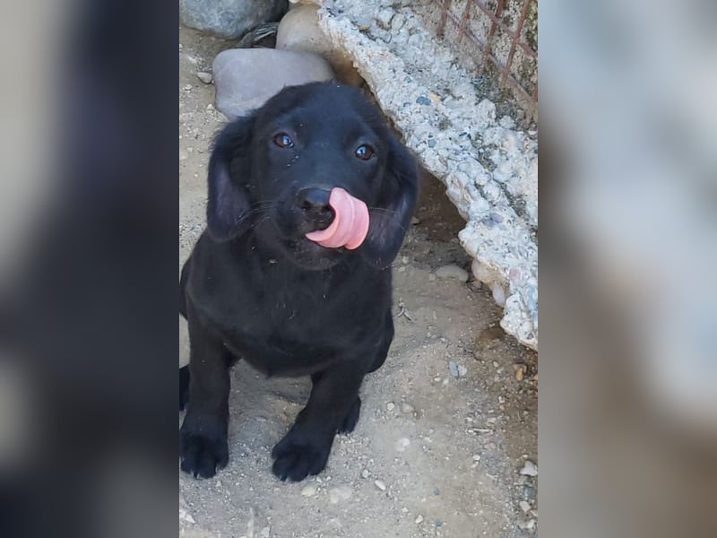Knutschkugel GRACIE❤️zauberhaftes Fellschnute sucht ihr Zuhause fürs Leben