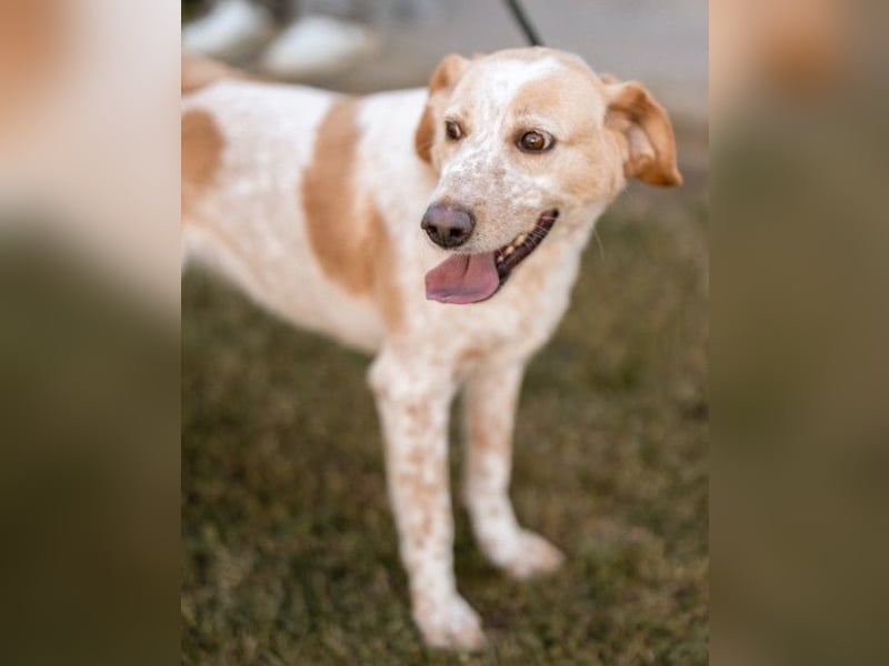 Lucy ❤️ liebe + gutmütige Zuckerschnute