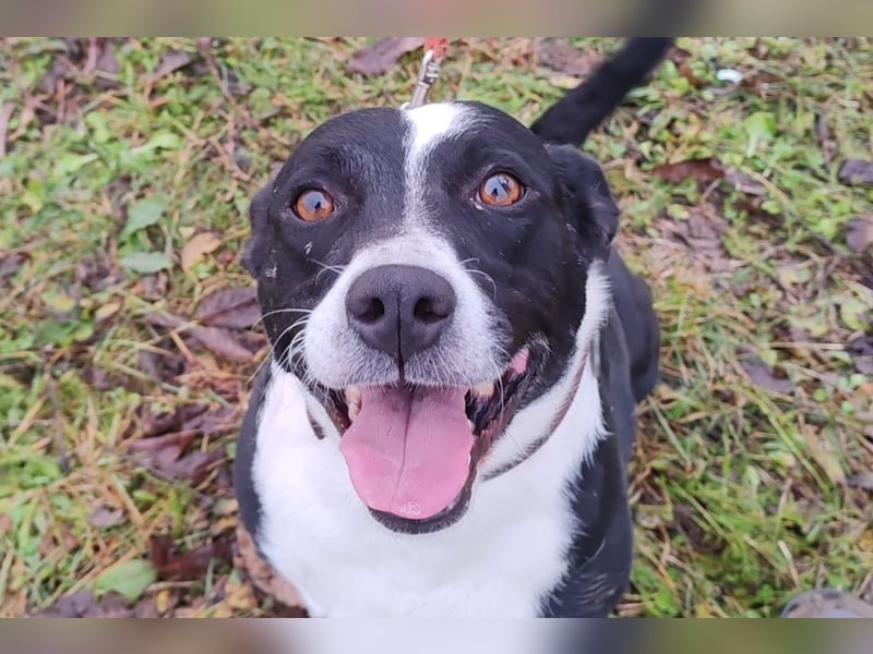 Betty ❤️ verschmuste & anhängliche Hundedame