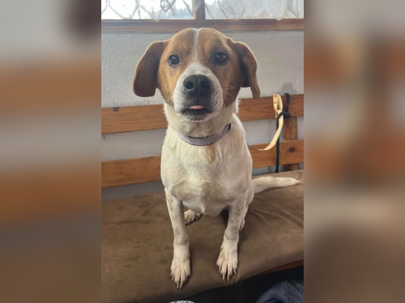 Sony ❤️ Familienhund mit großem Herzen
