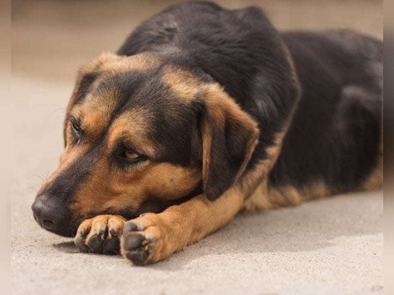 Wundervolle Aylini sucht ein Zuhause